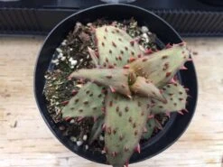 Medium Succulent Plant - Castilloniae Aloe. An Extremely Rare And Unique Aloe. A Beautifully Different Shape And Color. -Cheap Plantly Store il fullxfull.1485866101 8uq2