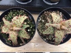 Medium Succulent Plant - Castilloniae Aloe. An Extremely Rare And Unique Aloe. A Beautifully Different Shape And Color. -Cheap Plantly Store il fullxfull.1485866125 kc2r