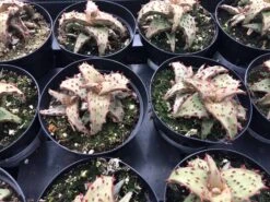 Medium Succulent Plant - Castilloniae Aloe. An Extremely Rare And Unique Aloe. A Beautifully Different Shape And Color. -Cheap Plantly Store il fullxfull.1485866135 obc5