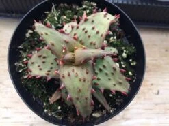 Medium Succulent Plant - Castilloniae Aloe. An Extremely Rare And Unique Aloe. A Beautifully Different Shape And Color. -Cheap Plantly Store il fullxfull.1485866307 adbv