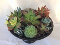 Large Succulent Arrangement In A Black With Green Tin Pedestal Planter. -Cheap Plantly Store il fullxfull.1523271989 ks74