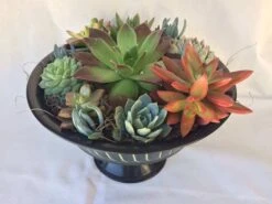 Large Succulent Arrangement In A Black With Green Tin Pedestal Planter. -Cheap Plantly Store il fullxfull.1523272433 lcyx