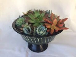 Large Succulent Arrangement In A Black With Green Tin Pedestal Planter. -Cheap Plantly Store il fullxfull.1523273197 t4o9