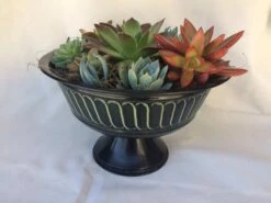 Large Succulent Arrangement In A Black With Green Tin Pedestal Planter.