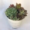 Medium Succulent Plant - Arrangement In A Frosted Silver Swirl Crystal Planter. -Cheap Plantly Store il fullxfull.1523395769 4qt9