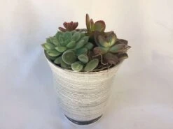 Medium Succulent Plant - Arrangement In A Frosted Silver Swirl Crystal Planter. -Cheap Plantly Store il fullxfull.1523395897 dhur