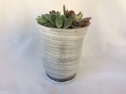 Medium Succulent Plant - Arrangement In A Frosted Silver Swirl Crystal Planter. -Cheap Plantly Store il fullxfull.1523396421 n6qi