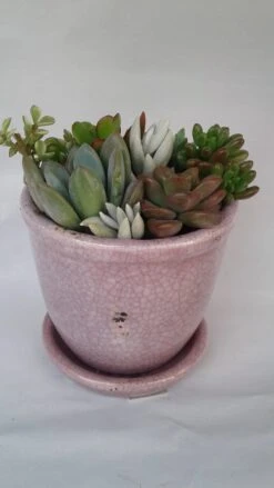 Medium Succulent Plant - Arrangement In A Violet/Pink Crackle Ceramic Glazed Planter With Drip Saucer.