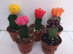 Cactus Plant -Small Grafted 'Moon Cactus' Assortment. -Cheap Plantly Store il fullxfull.1526771631 id5o
