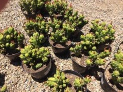 Cactus Plant Mature Opuntia Gumbi. A Very Different Cactus With Bright Orange Growth 15 Cactus Plant Mature Opuntia Gumbi. A Very Different Cactus With Bright Orange Growth -Cheap Plantly Store il fullxfull.1540027586 5xul