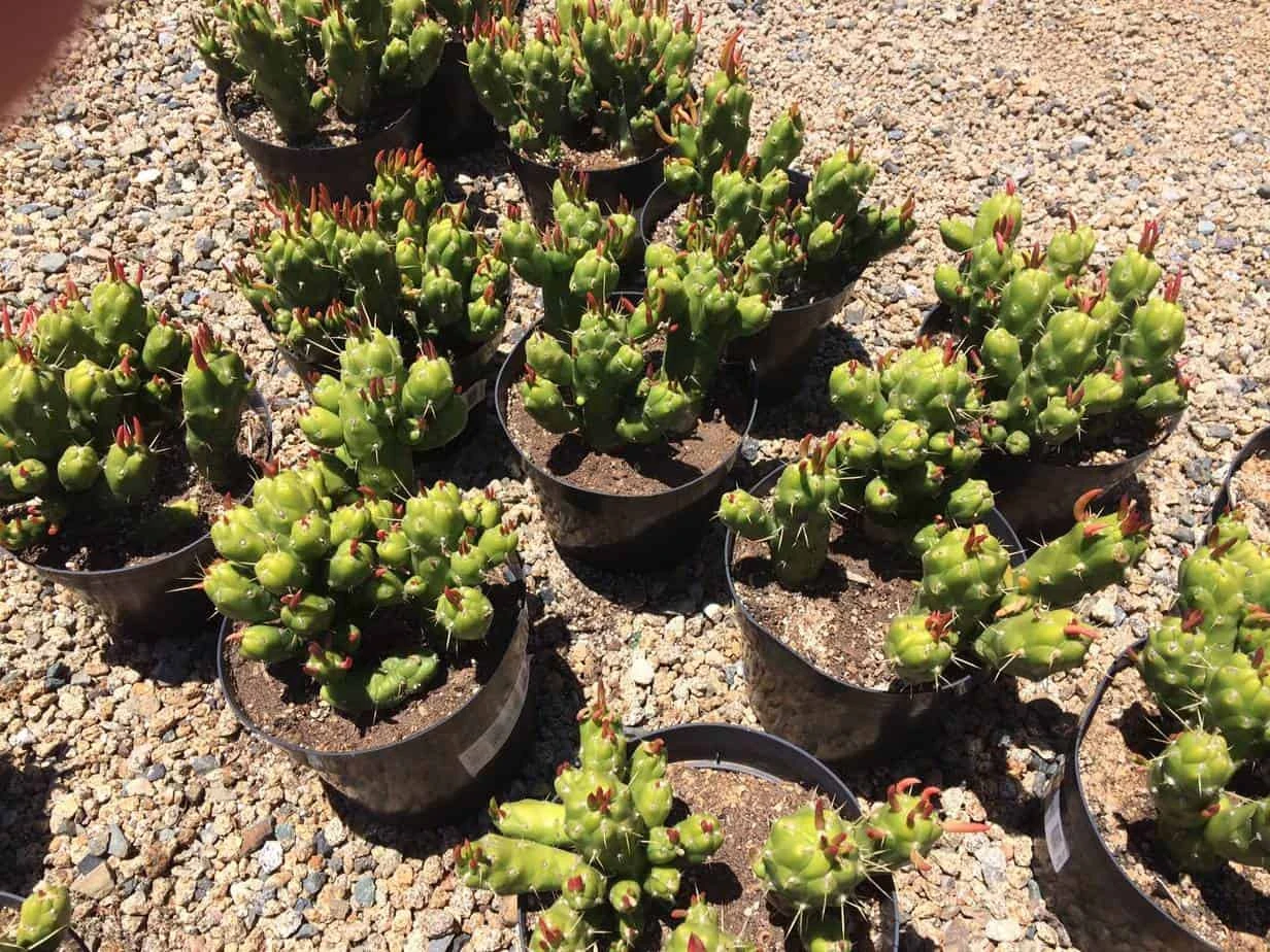 Cactus Plant Mature Opuntia Gumbi. A Very Different Cactus With Bright Orange Growth 7 Cactus Plant Mature Opuntia Gumbi. A Very Different Cactus With Bright Orange Growth - Image 5
