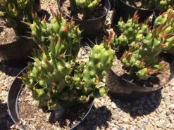 Cactus Plant Mature Opuntia Gumbi. A Very Different Cactus With Bright Orange Growth 17 Cactus Plant Mature Opuntia Gumbi. A Very Different Cactus With Bright Orange Growth -Cheap Plantly Store il fullxfull.1540027856 gh8k