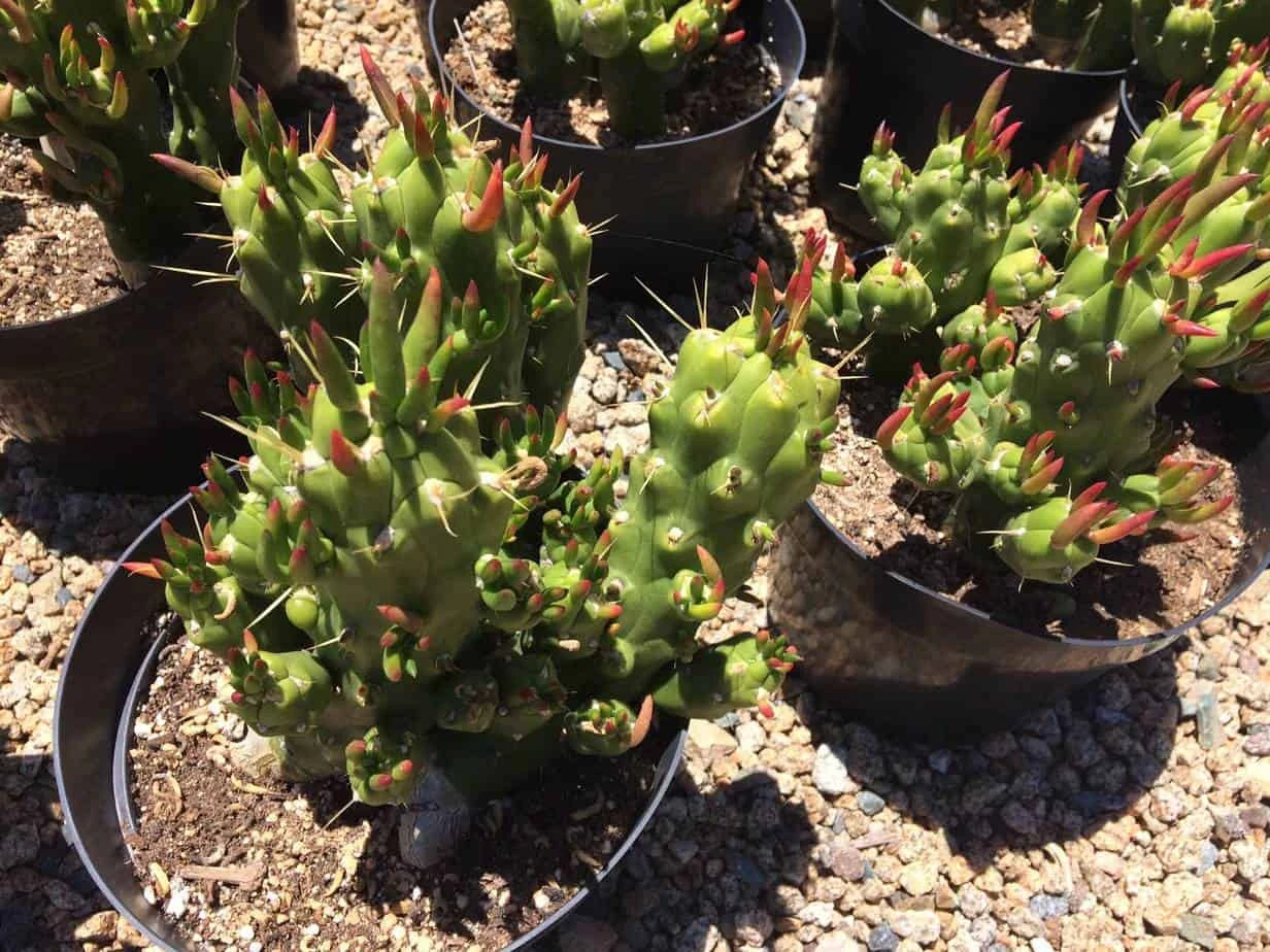 Cactus Plant Mature Opuntia Gumbi. A Very Different Cactus With Bright Orange Growth 9 Cactus Plant Mature Opuntia Gumbi. A Very Different Cactus With Bright Orange Growth - Image 7