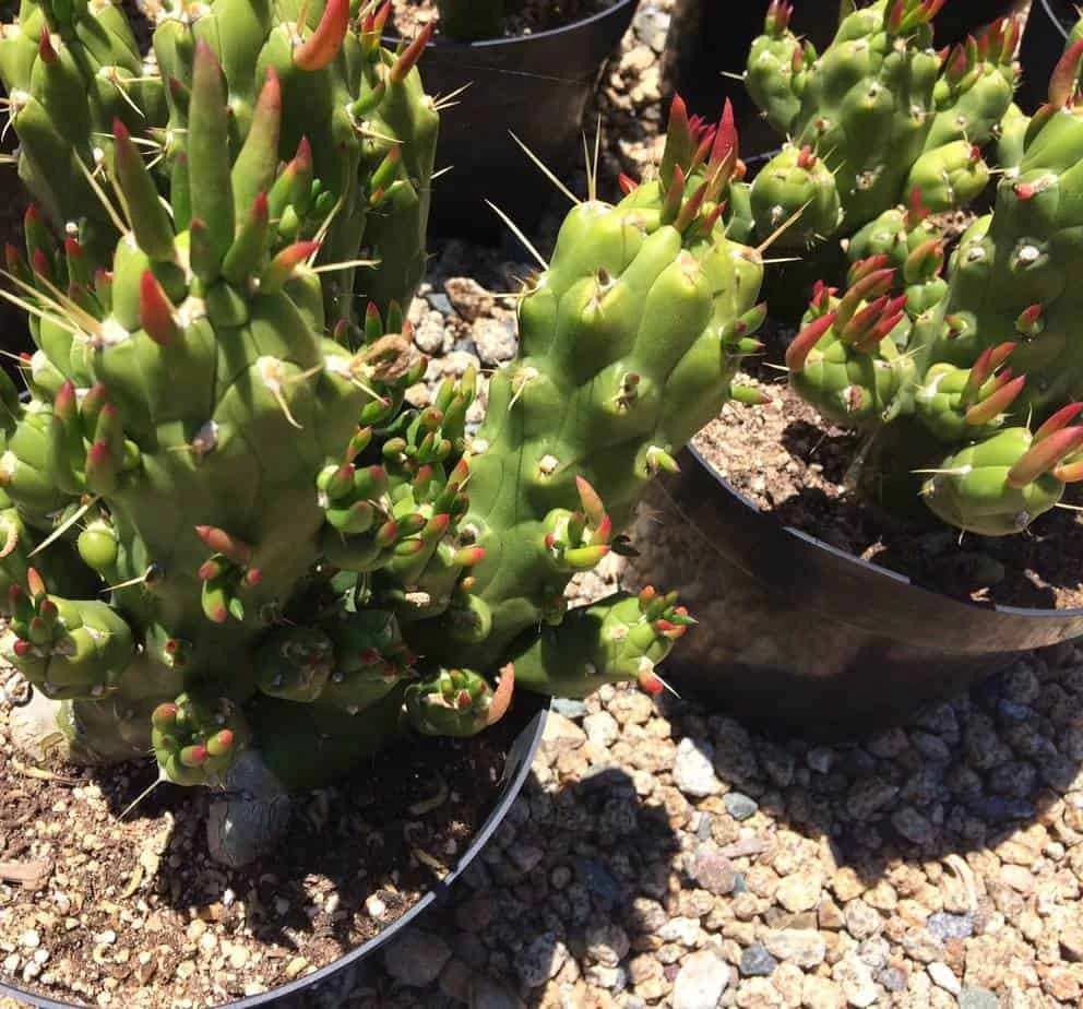 Cactus Plant Mature Opuntia Gumbi. A Very Different Cactus With Bright Orange Growth 10 Cactus Plant Mature Opuntia Gumbi. A Very Different Cactus With Bright Orange Growth - Image 8