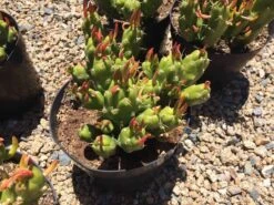 Cactus Plant Mature Opuntia Gumbi. A Very Different Cactus With Bright Orange Growth 14 Cactus Plant Mature Opuntia Gumbi. A Very Different Cactus With Bright Orange Growth -Cheap Plantly Store il fullxfull.1587492589 5va8