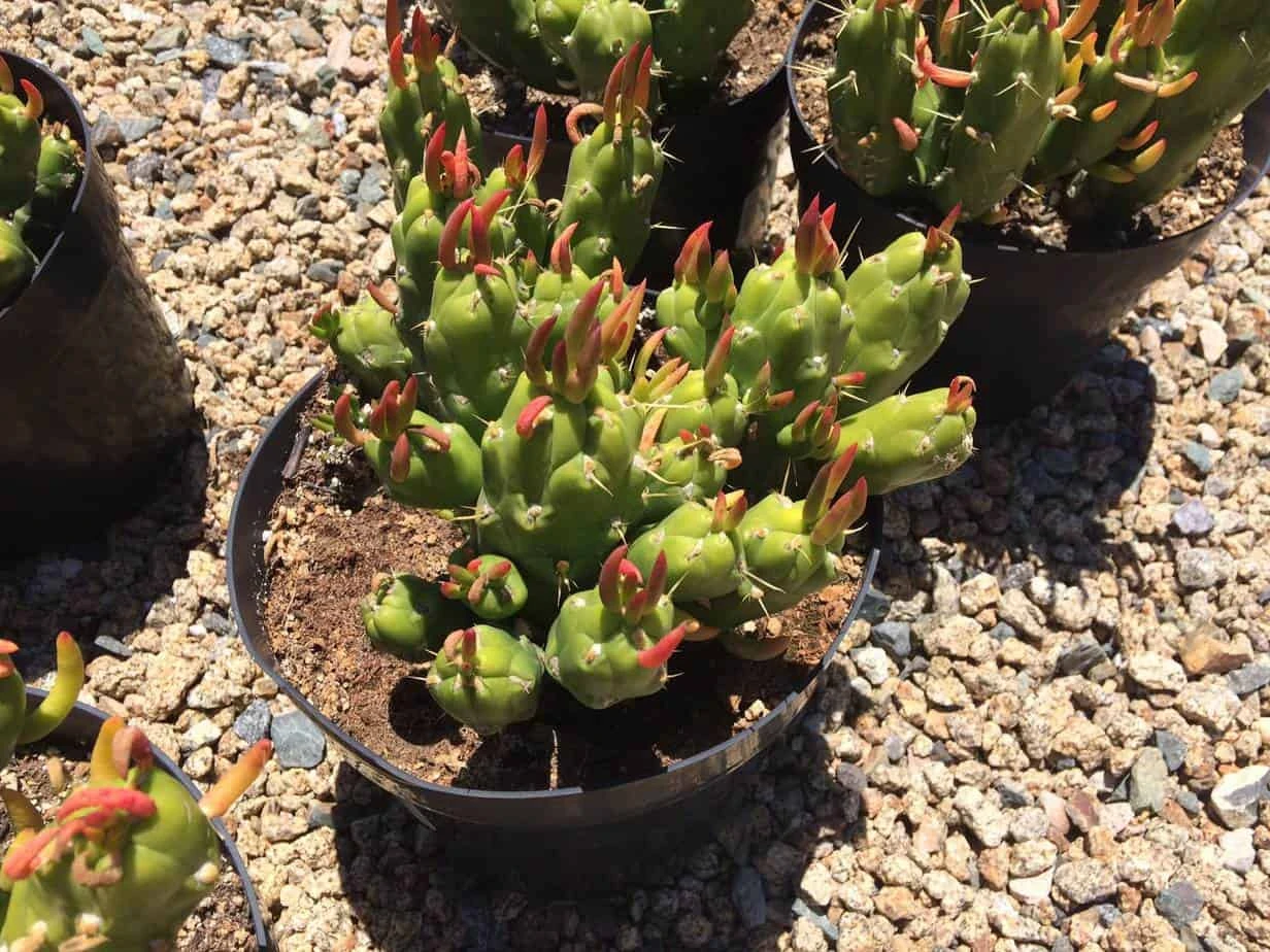 Cactus Plant Mature Opuntia Gumbi. A Very Different Cactus With Bright Orange Growth 6 Cactus Plant Mature Opuntia Gumbi. A Very Different Cactus With Bright Orange Growth - Image 4