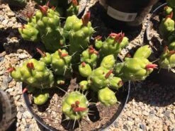 Cactus Plant Mature Opuntia Gumbi. A Very Different Cactus With Bright Orange Growth 13 Cactus Plant Mature Opuntia Gumbi. A Very Different Cactus With Bright Orange Growth -Cheap Plantly Store il fullxfull.1587492699 24jb