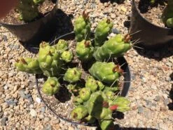 Cactus Plant Mature Opuntia Gumbi. A Very Different Cactus With Bright Orange Growth 16 Cactus Plant Mature Opuntia Gumbi. A Very Different Cactus With Bright Orange Growth -Cheap Plantly Store il fullxfull.1587492945 s0gv