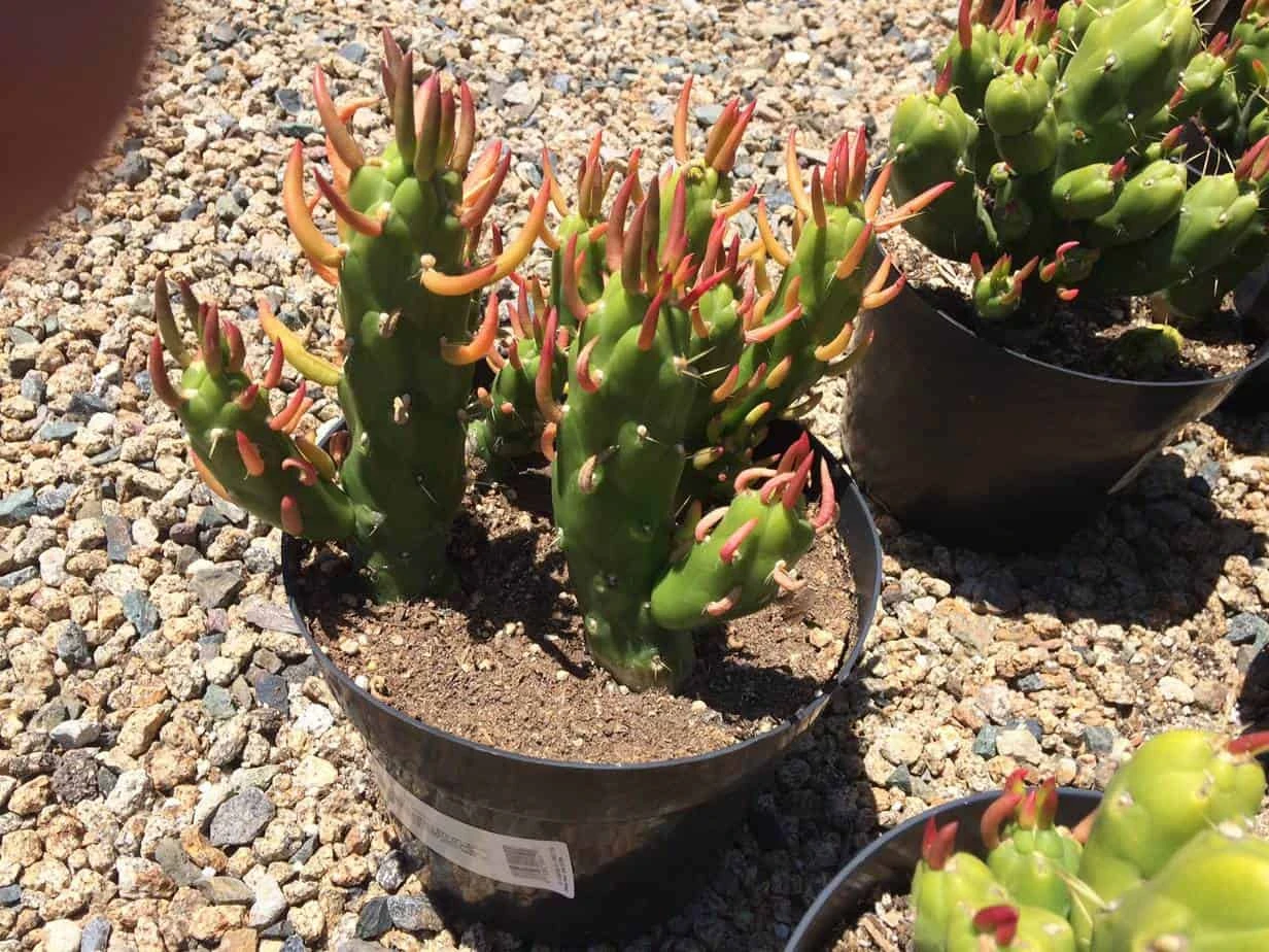 Cactus Plant Mature Opuntia Gumbi. A Very Different Cactus With Bright Orange Growth 4 Cactus Plant Mature Opuntia Gumbi. A Very Different Cactus With Bright Orange Growth - Image 2