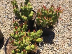 Cactus Plant Mature Opuntia Gumbi. A Very Different Cactus With Bright Orange Growth 19 Cactus Plant Mature Opuntia Gumbi. A Very Different Cactus With Bright Orange Growth -Cheap Plantly Store il fullxfull.1587493361 thys