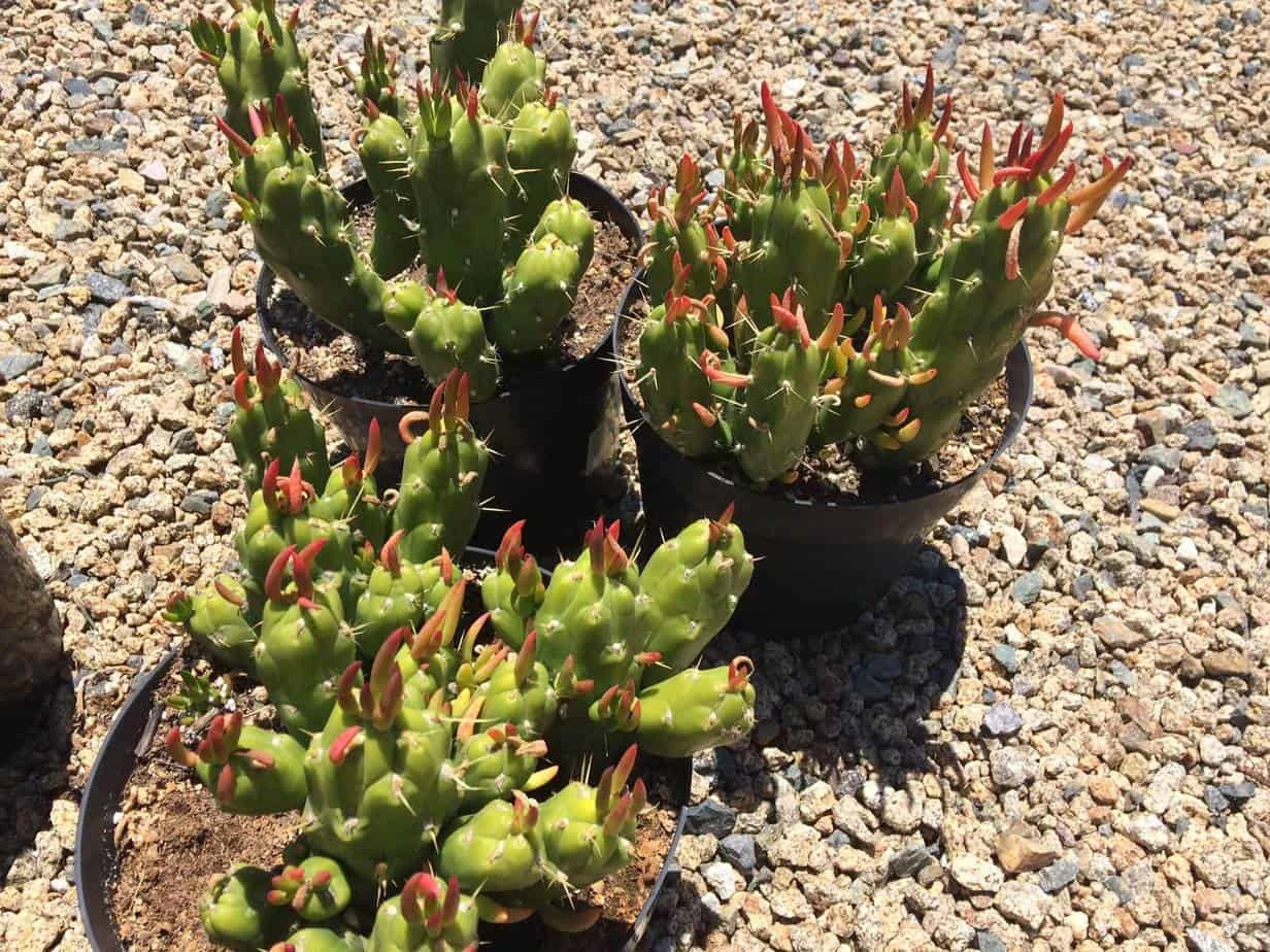 Cactus Plant Mature Opuntia Gumbi. A Very Different Cactus With Bright Orange Growth 11 Cactus Plant Mature Opuntia Gumbi. A Very Different Cactus With Bright Orange Growth - Image 9