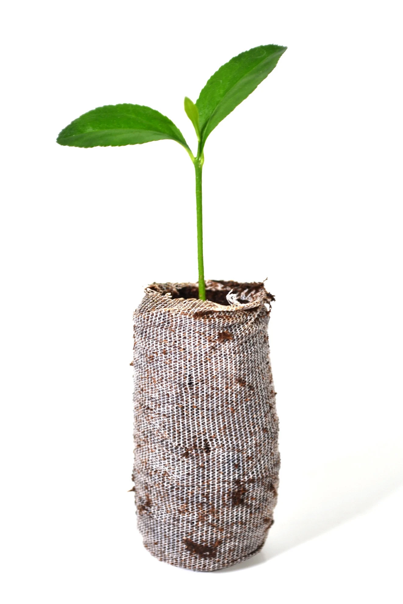 TreesAgain Meyer Lemon Trees - Citrus Meyeri - 3 Starter Plugs 3 TreesAgain Meyer Lemon Trees - Citrus Meyeri - 3 Starter Plugs