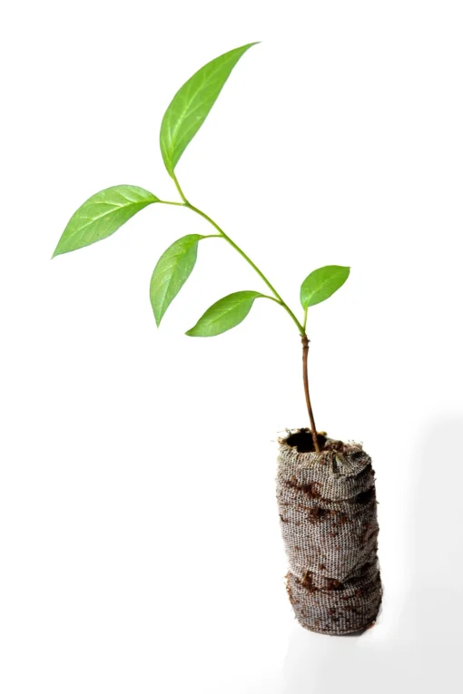 TreesAgain Osage Orange Tree - Maclura Pomifera - 3 Starter Plugs 1 TreesAgain Osage Orange Tree - Maclura Pomifera - 3 Starter Plugs -Cheap Plantly Store il fullxfull.1625391522 mzwd