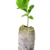TreesAgain Lemon Trees - Eureka "Four Seasons" 3 Starter Plugs -Cheap Plantly Store il fullxfull.1634694712 h3uf
