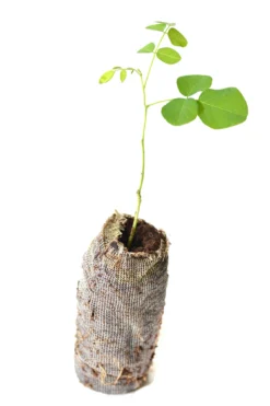 Black Locust Tree - Robinia Pseudoacacia - 3 Starter Plugs