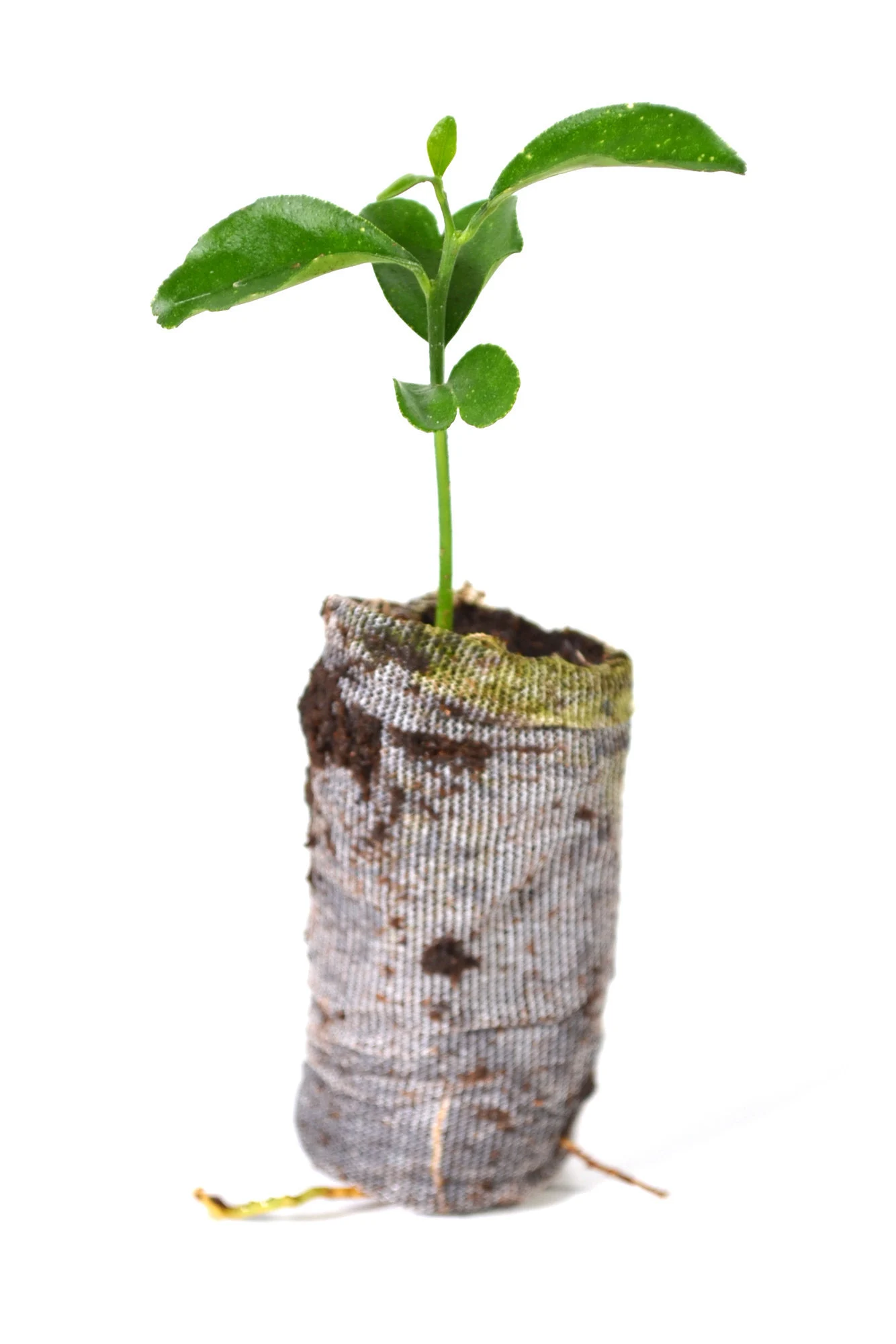 TreesAgain Yuzu Tree-Citrus Reticulata Var. Austera- 3 Starter Plugs 3 TreesAgain Yuzu Tree-Citrus Reticulata Var. Austera- 3 Starter Plugs