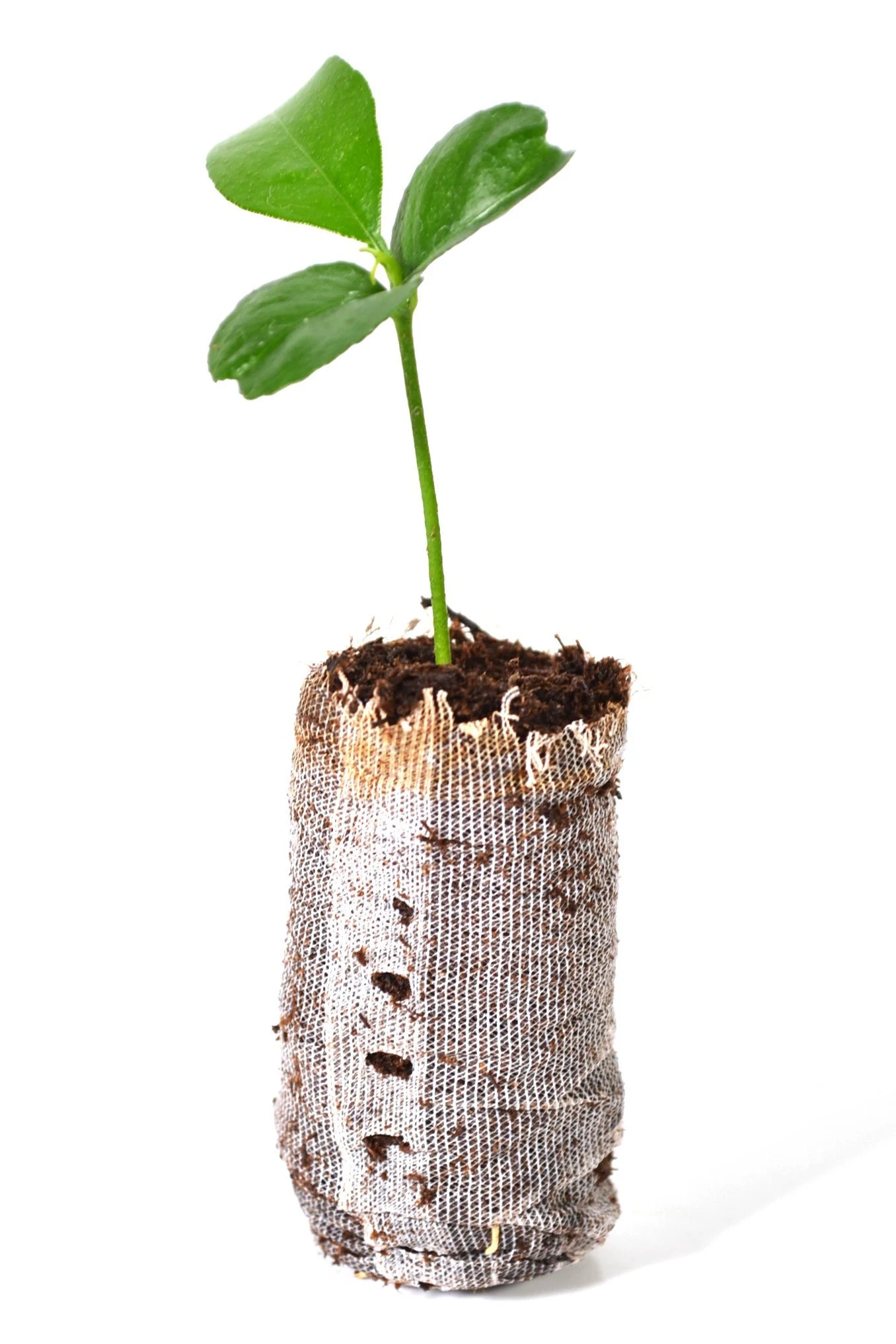 TreesAgain Lemon, Lime & Orange Tree-Lot Of 3-citrus Starter Pack 4 TreesAgain Lemon, Lime & Orange Tree-Lot Of 3-citrus Starter Pack - Image 2