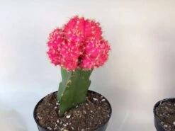 Large Grafted 'Moon Cactus' Bright Pink | Adds Color To Your Terrarium Or Garden -Cheap Plantly Store il fullxfull.1845871840 pdwn