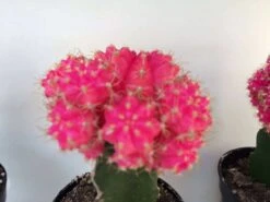 Large Grafted 'Moon Cactus' Bright Pink | Adds Color To Your Terrarium Or Garden -Cheap Plantly Store il fullxfull.1845871904 lu3z