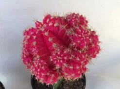 Large Grafted 'Moon Cactus' Bright Pink | Adds Color To Your Terrarium Or Garden -Cheap Plantly Store il fullxfull.1845872046 crpz