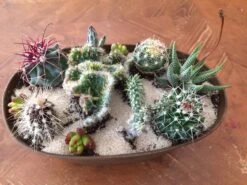 Large Cactus DIY With Tan Oval Designed Tin And Soil. -Cheap Plantly Store il fullxfull.1845960512 s55p