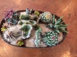 Large Cactus DIY With Tan Oval Designed Tin And Soil. -Cheap Plantly Store il fullxfull.1845960586 3snk