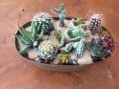 Large Cactus DIY With Tan Oval Designed Tin And Soil. -Cheap Plantly Store il fullxfull.1845960946 1bl9