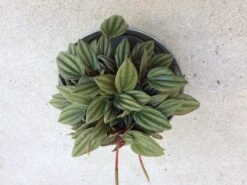 Medium Succulent Plant - Peperomia Argyreia Also Known As The Watermelon Begonia. 15 Medium Succulent Plant - Peperomia Argyreia Also Known As The Watermelon Begonia. -Cheap Plantly Store il fullxfull.1846082744 mvrm