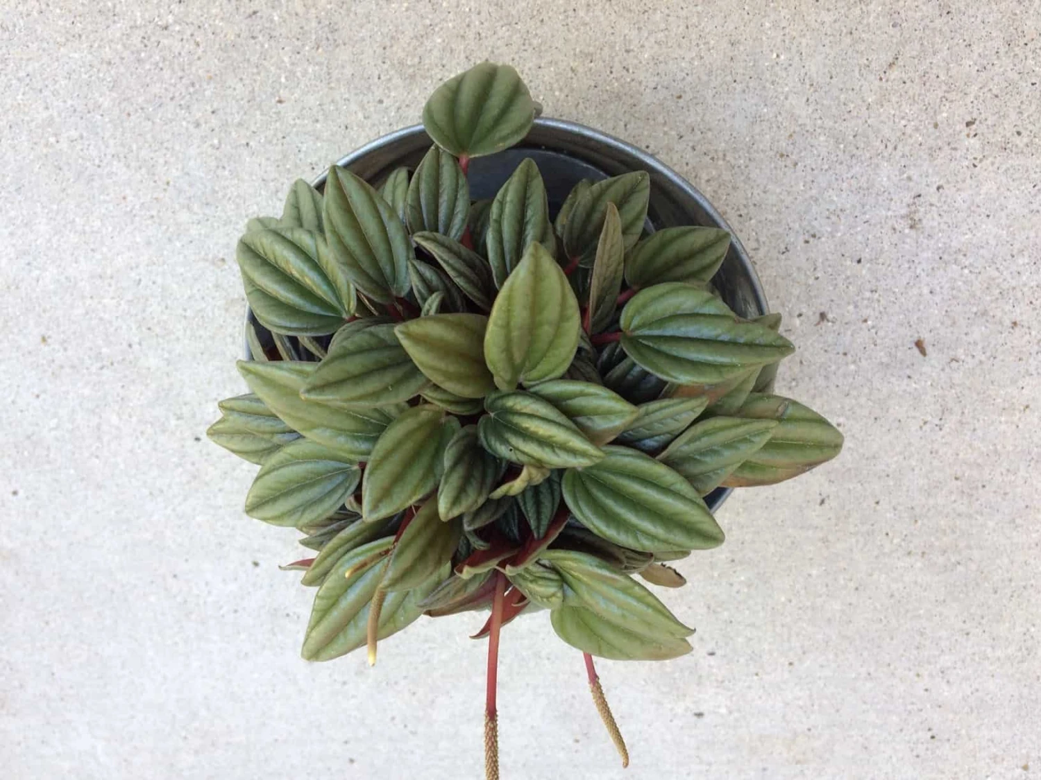 Medium Succulent Plant - Peperomia Argyreia Also Known As The Watermelon Begonia. 7 Medium Succulent Plant - Peperomia Argyreia Also Known As The Watermelon Begonia. - Image 5