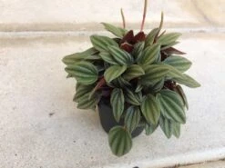 Medium Succulent Plant - Peperomia Argyreia Also Known As The Watermelon Begonia. 14 Medium Succulent Plant - Peperomia Argyreia Also Known As The Watermelon Begonia. -Cheap Plantly Store il fullxfull.1846082860 540x