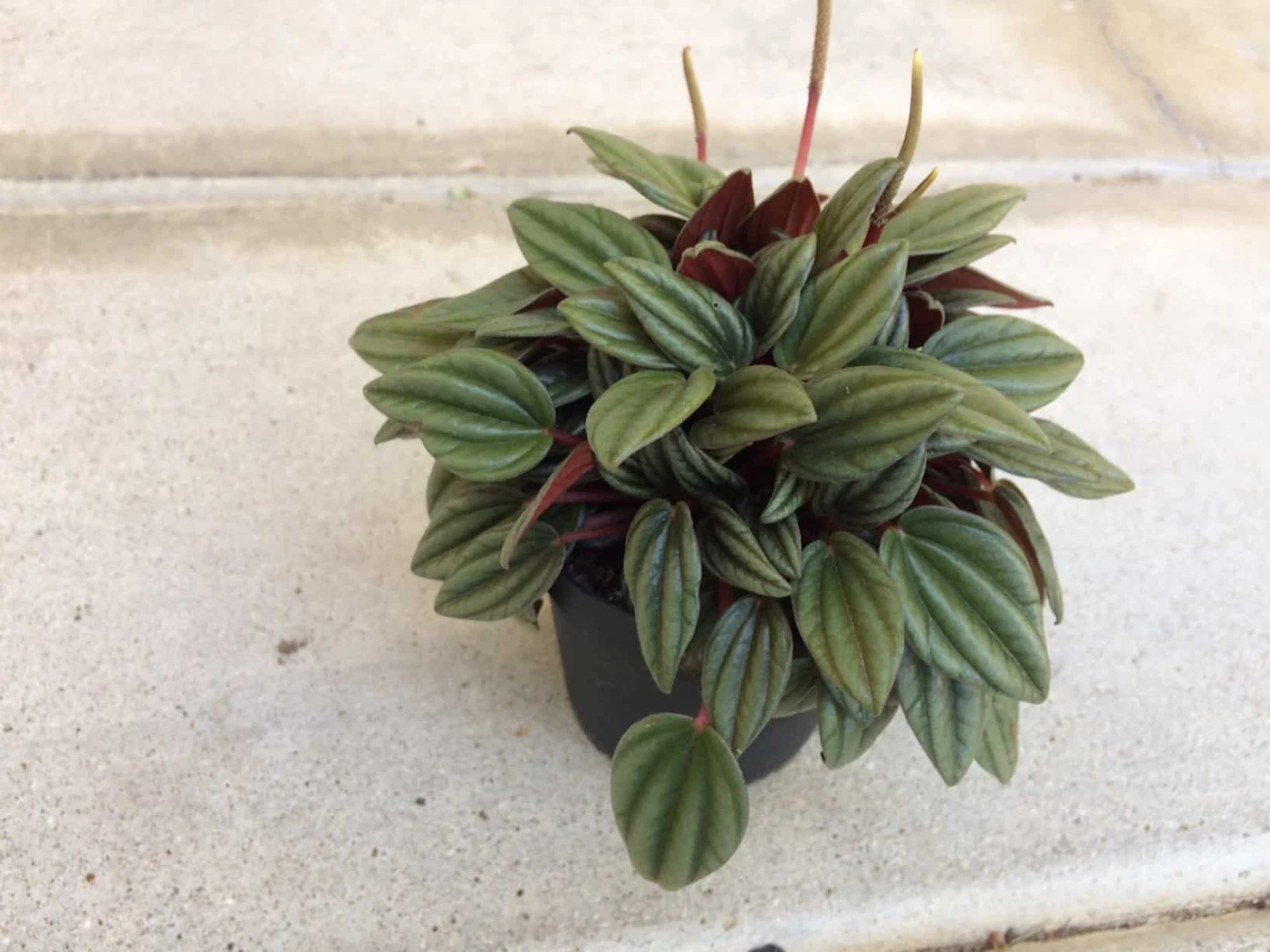 Medium Succulent Plant - Peperomia Argyreia Also Known As The Watermelon Begonia. 6 Medium Succulent Plant - Peperomia Argyreia Also Known As The Watermelon Begonia. - Image 4