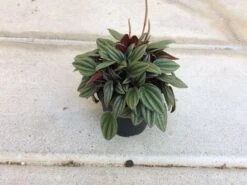 Medium Succulent Plant - Peperomia Argyreia Also Known As The Watermelon Begonia. 13 Medium Succulent Plant - Peperomia Argyreia Also Known As The Watermelon Begonia. -Cheap Plantly Store il fullxfull.1846082932 gkzt