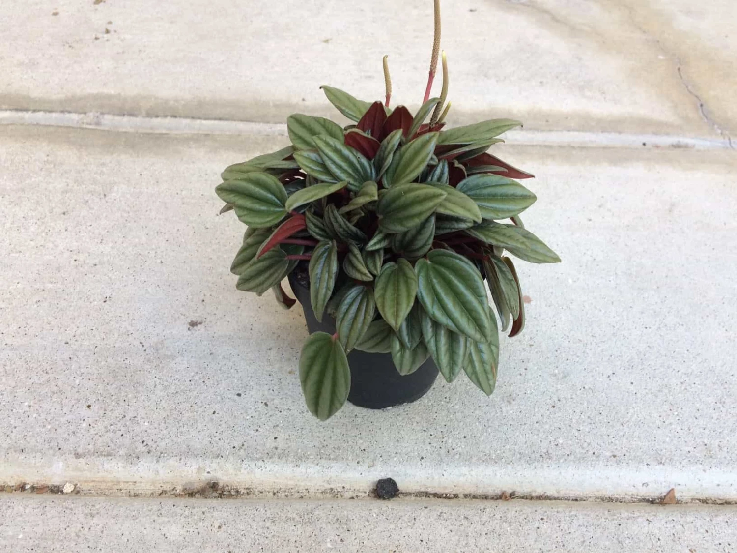 Medium Succulent Plant - Peperomia Argyreia Also Known As The Watermelon Begonia. 5 Medium Succulent Plant - Peperomia Argyreia Also Known As The Watermelon Begonia. - Image 3