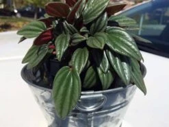 Medium Succulent Plant - Peperomia Argyreia Also Known As The Watermelon Begonia. 18 Medium Succulent Plant - Peperomia Argyreia Also Known As The Watermelon Begonia. -Cheap Plantly Store il fullxfull.1846082998 6tna