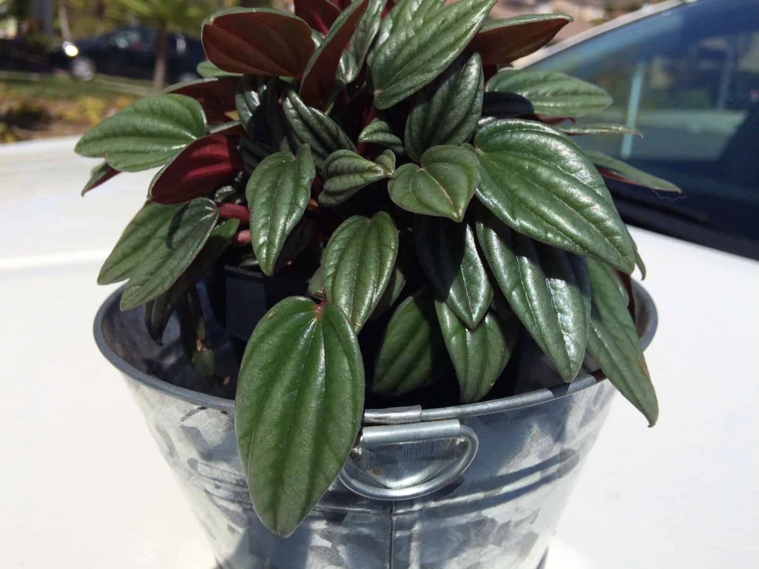 Medium Succulent Plant - Peperomia Argyreia Also Known As The Watermelon Begonia. 10 Medium Succulent Plant - Peperomia Argyreia Also Known As The Watermelon Begonia. - Image 8