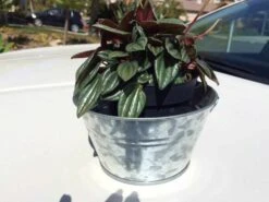 Galvanized Pail DIY Kit Includes Pail, One Medium Plant Or Cactus And Soil