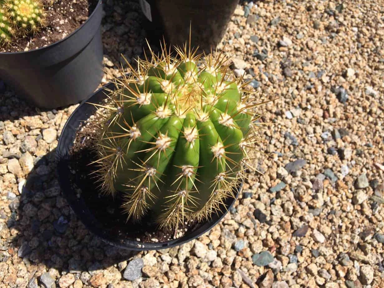 Cactus Plant Mature Trichocereus 'Sun Goddess'. A Tall, Very Chunky Hybrid Cactus With Golden Spines. 4 Cactus Plant Mature Trichocereus 'Sun Goddess'. A Tall, Very Chunky Hybrid Cactus With Golden Spines. - Image 2