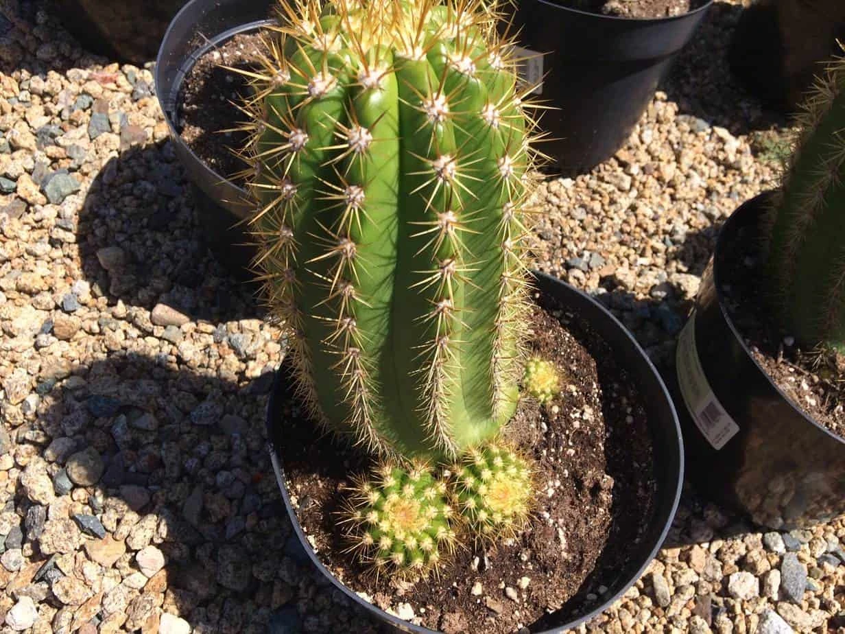 Cactus Plant Mature Trichocereus 'Sun Goddess'. A Tall, Very Chunky Hybrid Cactus With Golden Spines. 6 Cactus Plant Mature Trichocereus 'Sun Goddess'. A Tall, Very Chunky Hybrid Cactus With Golden Spines. - Image 4