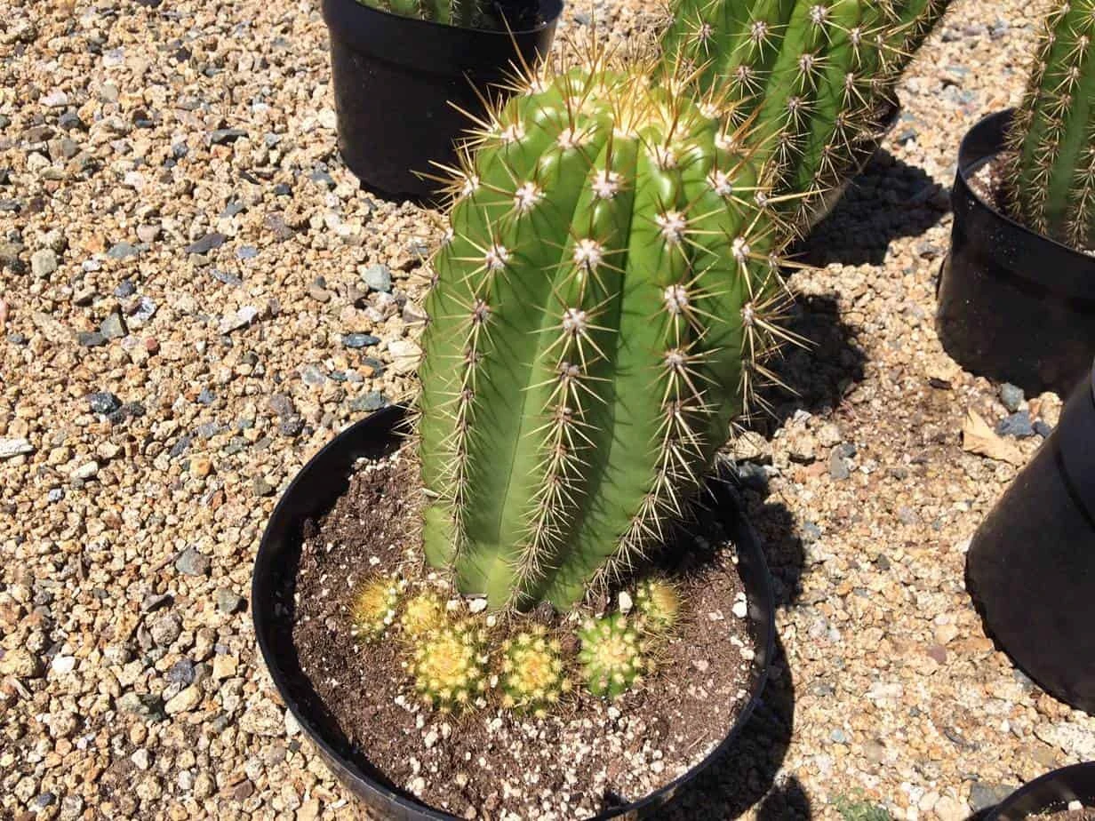 Cactus Plant Mature Trichocereus 'Sun Goddess'. A Tall, Very Chunky Hybrid Cactus With Golden Spines. 7 Cactus Plant Mature Trichocereus 'Sun Goddess'. A Tall, Very Chunky Hybrid Cactus With Golden Spines. - Image 5