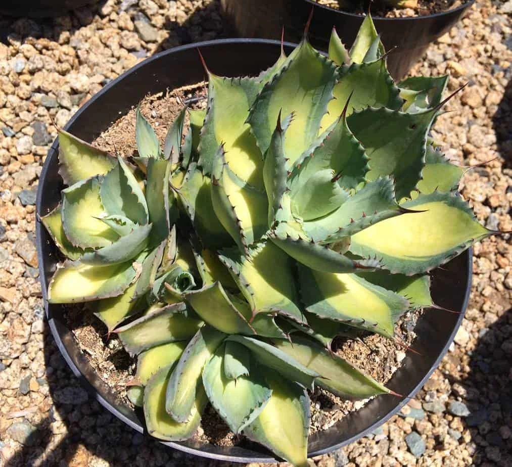Mature Agave Rum Runner. Unique Coloring Makes This A Must Have Plant For Any Garden 4 Mature Agave Rum Runner. Unique Coloring Makes This A Must Have Plant For Any Garden - Image 2